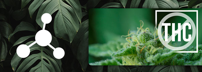 avis effet cbd sans thc